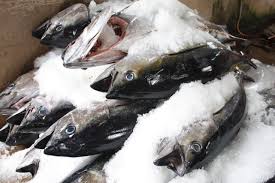 Lưu ý khi mua cá biển đông lạnh nhập khẩu.